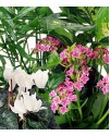 Florist's choice - Flowering Plants Florist's choice - Flowering Plants